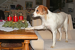 Unser Adventkranz