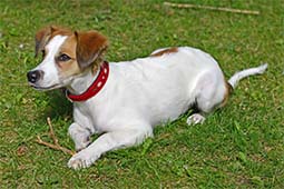 Bijou