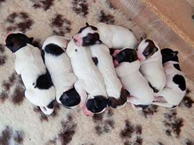 Alle 8 Welpen