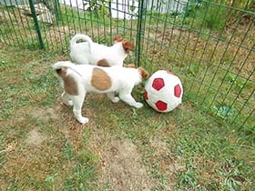 Spiel im Garten
